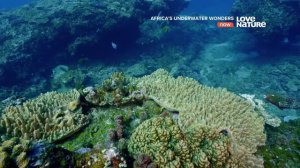 Африканские подводные чудеса 1 серия Царство дюн