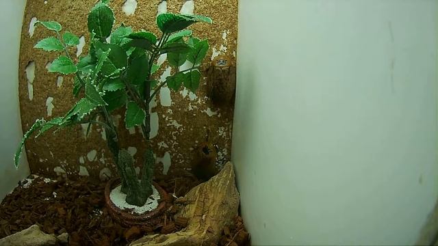 домашние насекомые Костариканский таракан все виды тараканов смотреть онлайн