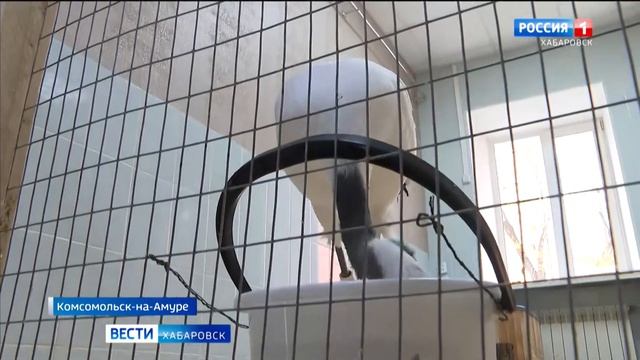 Благородный постоялец занял место кенгуру: в зооцентре «Питон» появился краснокнижный аист смотреть онлайн