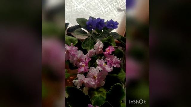 Купить фиалки в Одессе смотреть онлайн