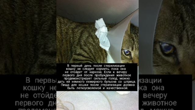 Как ухаживать за кошкой после стерилизации смотреть онлайн