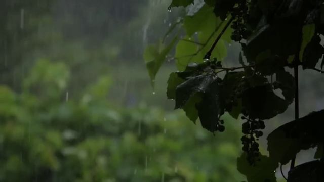 Peaceful Quran Recitation With Rain Sound