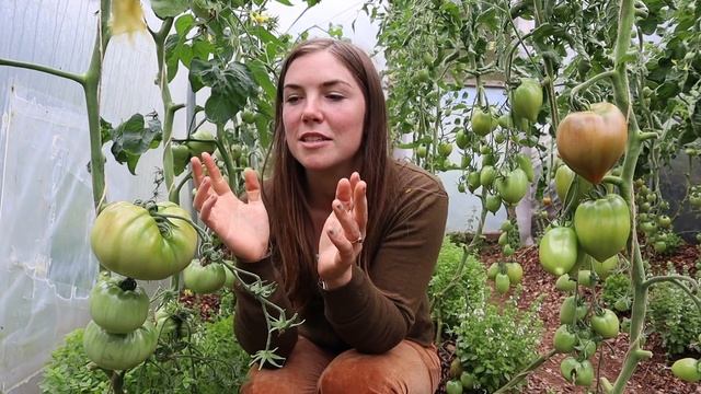 TAP TIPS: TOMATOES - COLD CLIMATE/SHORT SEASON смотреть онлайн