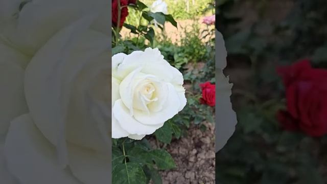 Роза Боинг смотреть онлайн