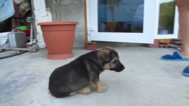 Щенок Бегемот смотреть онлайн