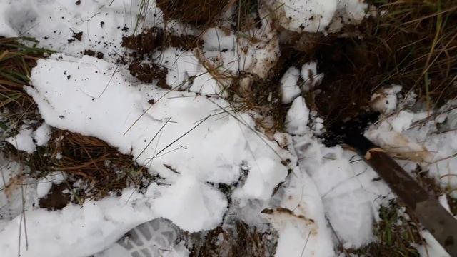 Как посадить боярышник семенами в природе. смотреть онлайн