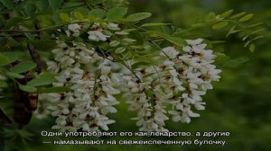 Варенье из белой акации — непривычное для всех лакомство