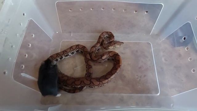 Радужный удав,кормление rainbow boa eating смотреть онлайн