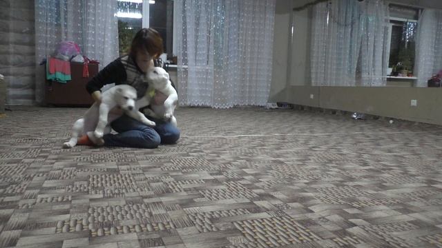 Питомник "Шилеле", САО, кобели 60 дней. Продажа! SALE! смотреть онлайн