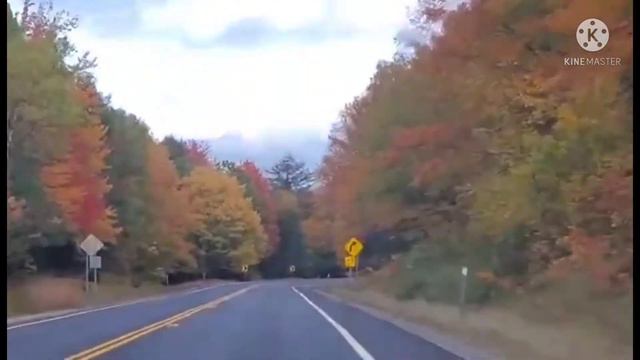 AMAZING TREES,HAVE DIFFERENT COLOR//ERIKA TVVLOG смотреть онлайн