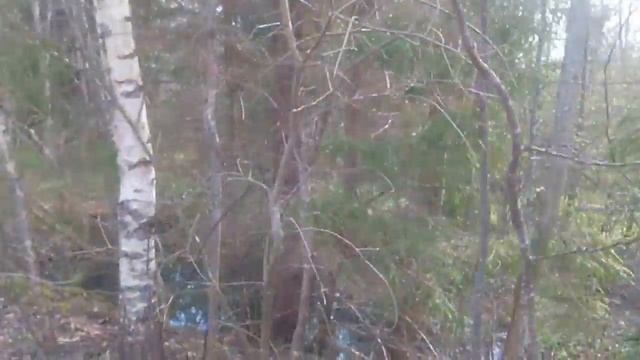 ОТКРЫЛА СЕЗОН ГРИБОВ В АПРЕЛЕ! СМОРЧКИ СТРОЧКИ ВЕСЕННИЕ ГРИБЫ