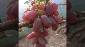 Виноград Краса Днепра, Подарок Днепра,Эмир,Хеллоуин...