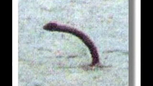 Is it real : The Loch ness monster смотреть онлайн