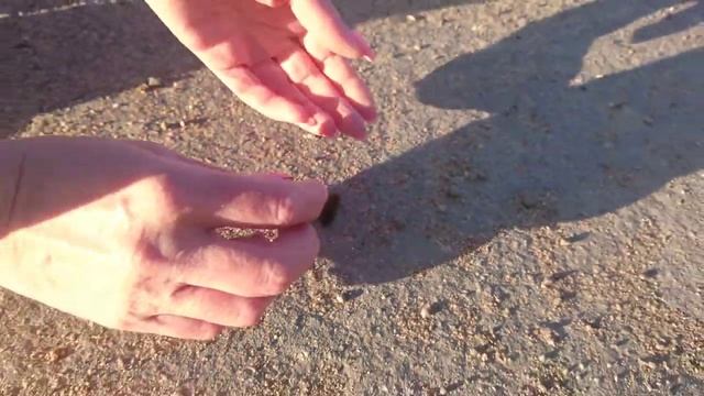 Спасение осенней гусеницы. переселение гусеницы с дороги в зелёную ботву. смотреть онлайн