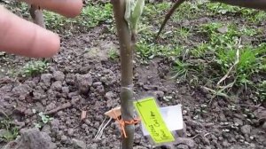 Зимняя прививка - результат