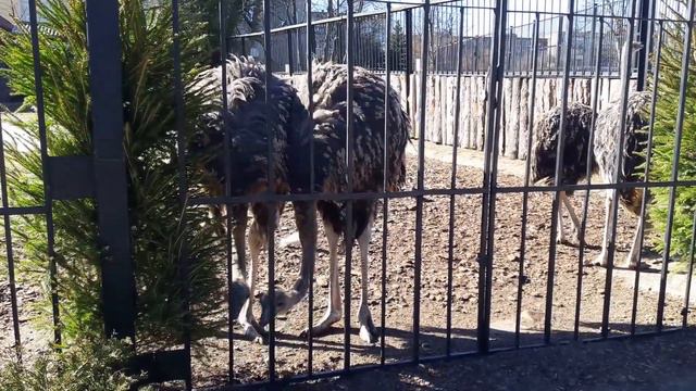 Страусы. Калининградский зоопарк смотреть онлайн