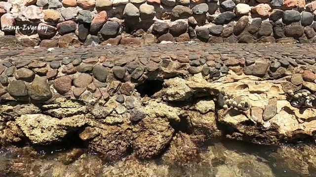 Крабы, Мидии, Ракушки на Пляже отеля Sun&Sea Hotel and Aqua Park/Hurghada, Egypt/Красное море смотреть онлайн