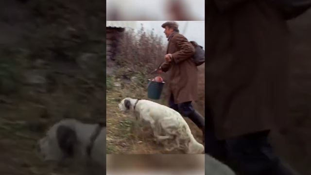 Белый Бим Черное ухо смотреть онлайн