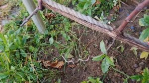 Виноград Изабелла. Способы обрезки.