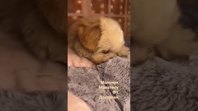 #дизайнерскийщенок #мальтипу #собака #puppy смотреть онлайн
