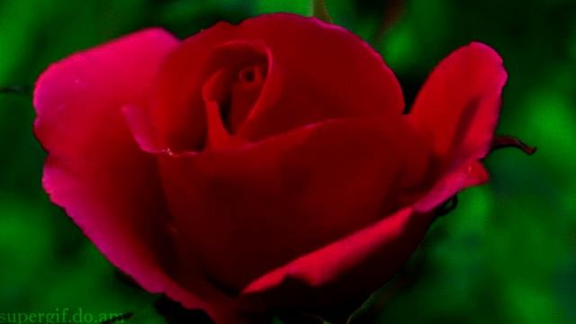 Цветы.Сергей Чекалин.Цветы для тебя-единственной на свете смотреть онлайн