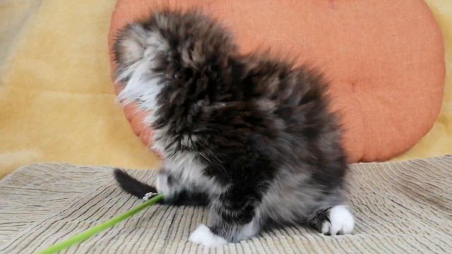 Dohnny King Size 10 weeks old смотреть онлайн