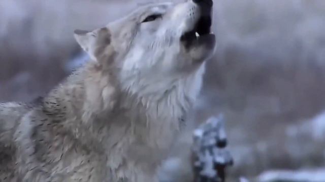 ВОЛК против АЗИАТСКОЙ ОВЧАРКИ ! КТО СИЛЬНЕЕ ? смотреть онлайн