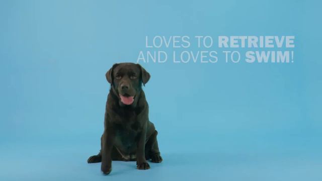 Labrador Retriever / 99+1 Dog Breeds смотреть онлайн