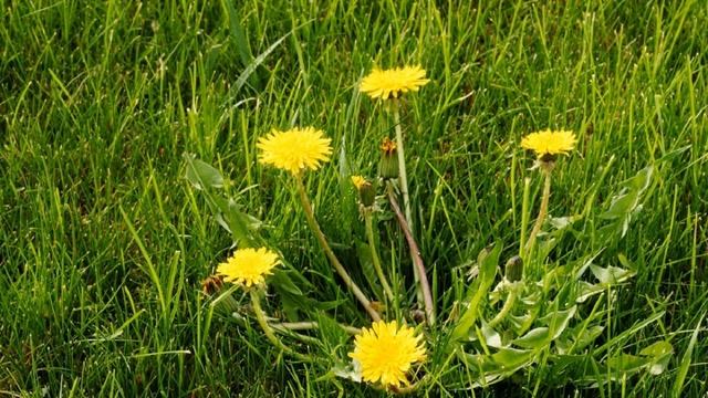 Одуванчик как применять .