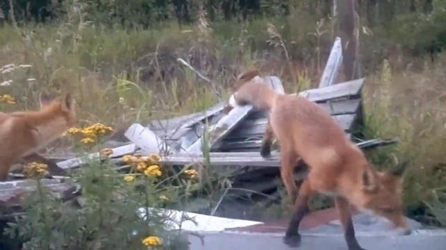 Лисята Галич смотреть онлайн