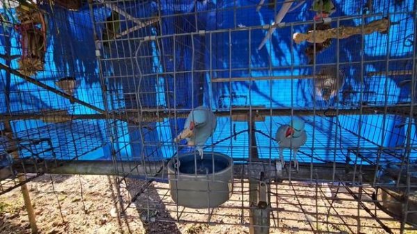 Птичий двор. Говорящие попугаи.