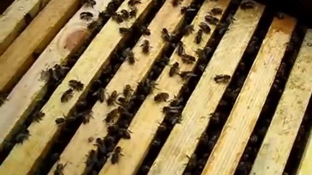 Как пчелосемьи освоили магазины (13.04.2016г.) смотреть онлайн