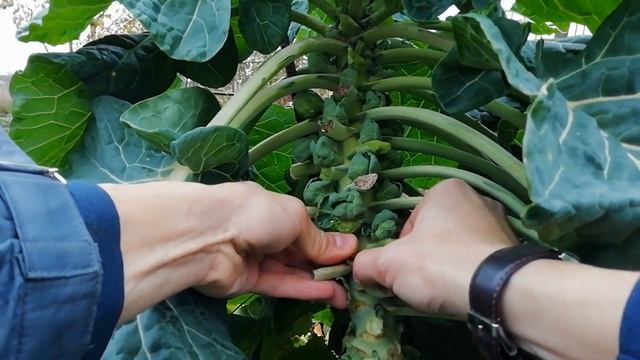 БРЮССЕЛЬСКАЯ КАПУСТА. Мой опыт выращивания брюссельской капусты. смотреть онлайн