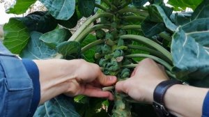 БРЮССЕЛЬСКАЯ КАПУСТА. Мой опыт выращивания брюссельской капусты.