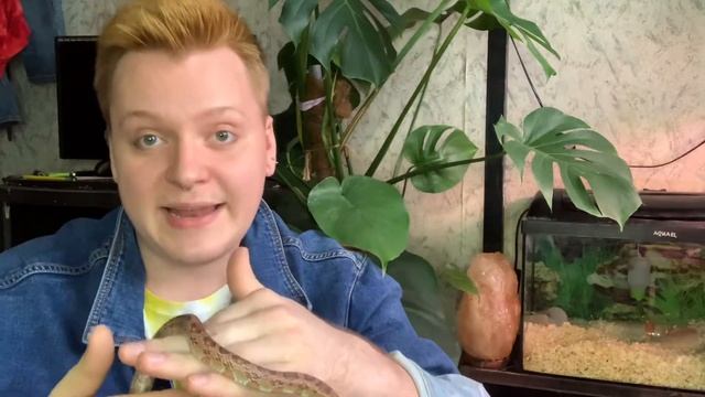 Плюсы и минусы содержания маисового полоза.Маисовый полоз за и против. смотреть онлайн