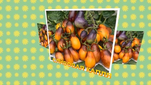 САМЫЕ ЛУЧШИЕ ТОМАТЫ ДЛЯ ОТКРЫТОГО ГРУНТА И ТЕПЛИЦ ДЛЯ ПОДМОСКОВЬЯ, УРАЛА И СИБИРИ