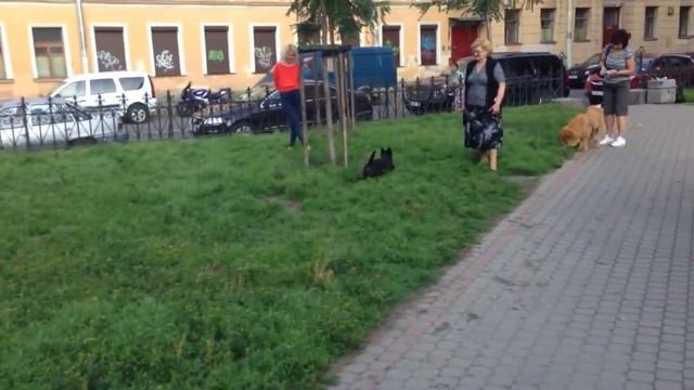 Тави и друзья!!! (Чау-Чау) смотреть онлайн