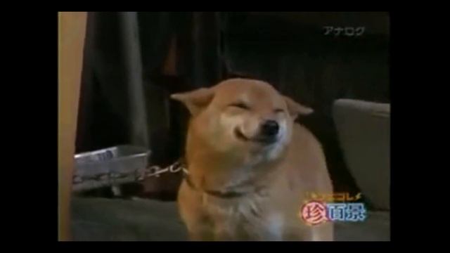 Я РЖАЛ ПОЛЧАСА 😂 Смешные животные 2021 🐱🐶 Приколы 2021, тест на психику! | Касатики смотреть онлайн