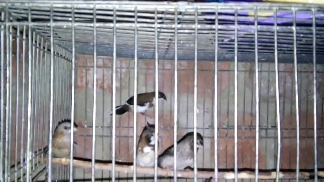 Амадины зебровые.Всё просто-условия разведения и питание смотреть онлайн