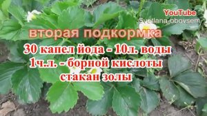 ЙОД+БОРНАЯ КИСЛОТА+ЗОЛА ПОКОРМИТЕ КЛУБНИКУ ЙОДОМ-РЕЗУЛЬТАТ ОГРОМНЫЙ УРОЖАЙ.ЧЕМ КОРМИТЬ ЕЕ ВЕСНОЙ.