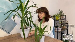 Юкка Уход в домашних условиях