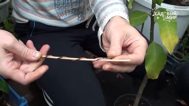 Как формировать комнатный лимон и другие цитрусовые смотреть онлайн