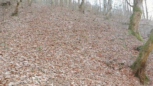 Pârâu în pădurea din munții Pădurea Craiului-partea 1 смотреть онлайн