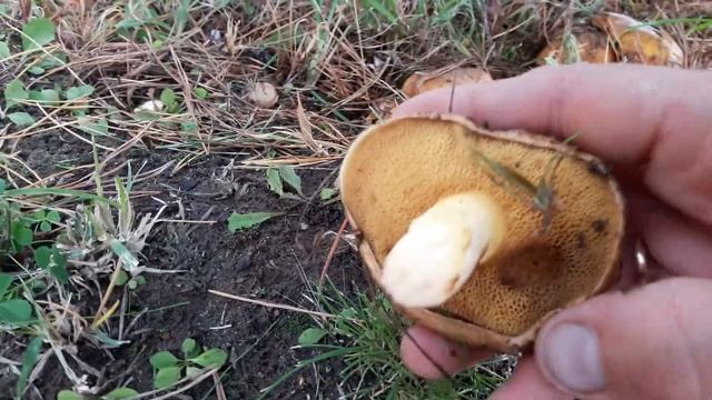Маслята под окном смотреть онлайн