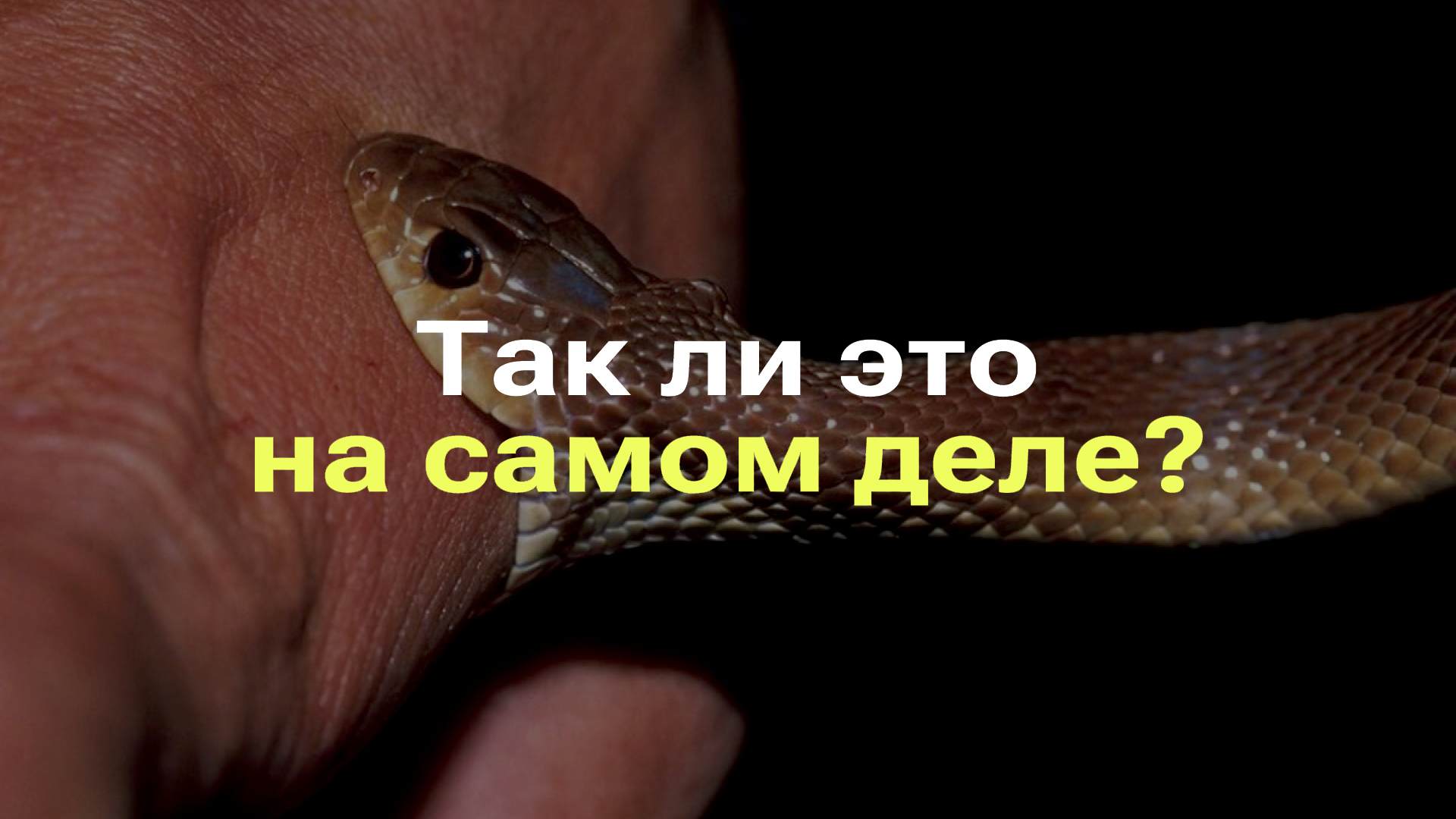 НУЖНО ЛИ ОТСАСЫВАТЬ ЯД ЗМЕИ ПОСЛЕ УКУСА I РАЗБОР МИФА ПРО ЯД ЗМЕЙ смотреть онлайн