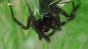 Паук серебрянка - водяной паук