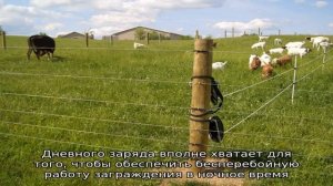 Электронный пастух для овец