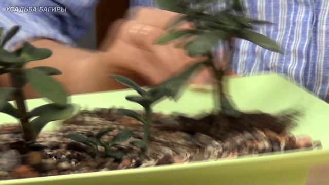Бонсай из крассулы вариант 1 (ч.2). смотреть онлайн