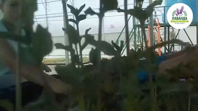 #LAVANDALife_Myata смотреть онлайн