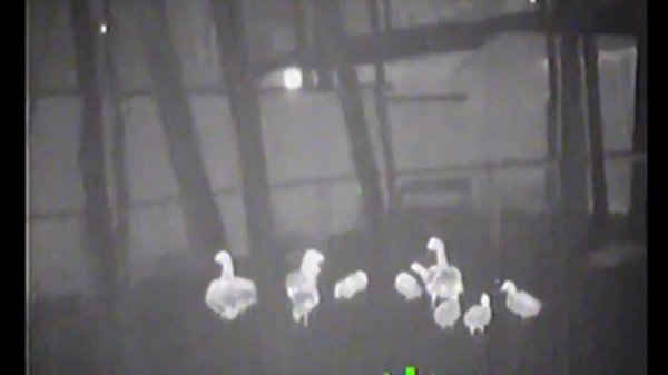 FLIR SCOUT PS24 человек 5 300 метров